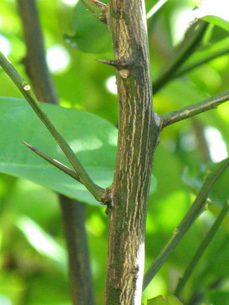              Second - third year twig (Winter Haven, FL)       